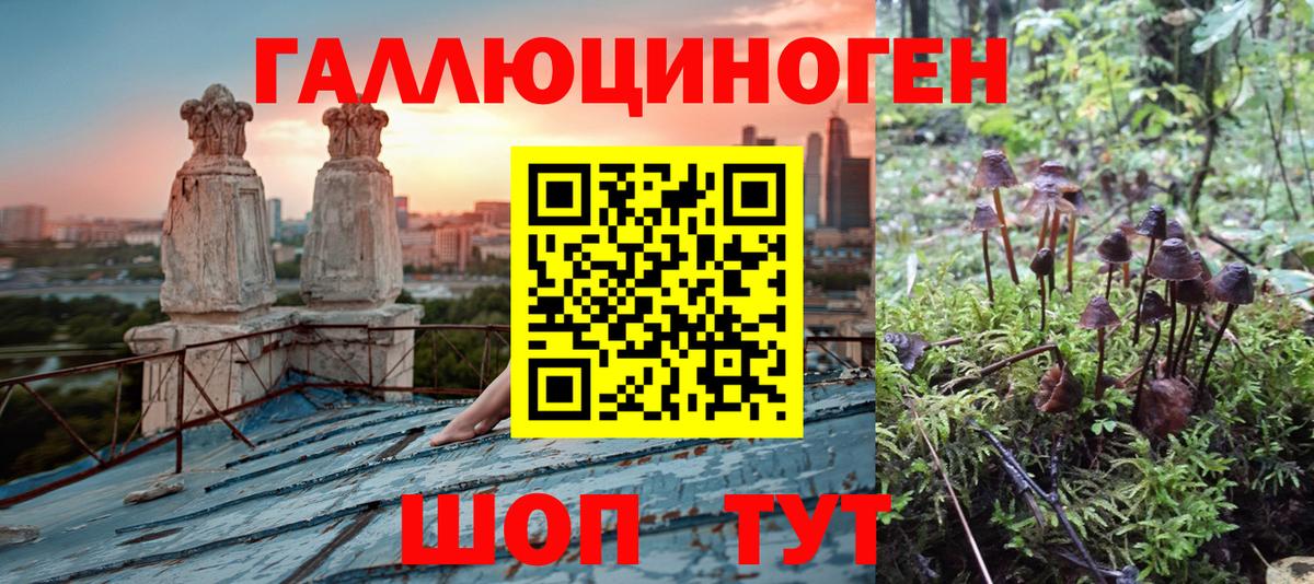 Псилоцибиновые грибы Cubensis Муравленко